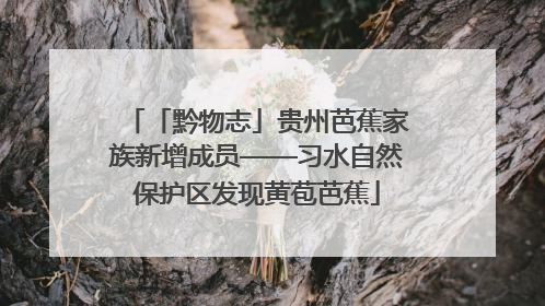 「黔物志」贵州芭蕉家族新增成员——习水自然保护区发现黄苞芭蕉