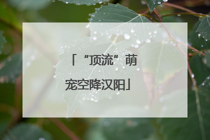 “顶流”萌宠空降汉阳
