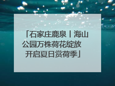石家庄鹿泉丨海山公园万株荷花绽放 开启夏日赏荷季