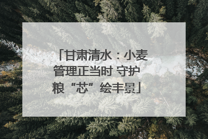 甘肃清水：小麦管理正当时 守护粮“芯”绘丰景