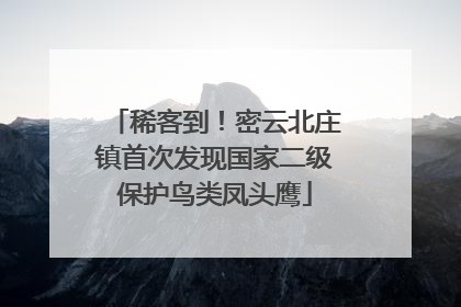 稀客到！密云北庄镇首次发现国家二级保护鸟类凤头鹰