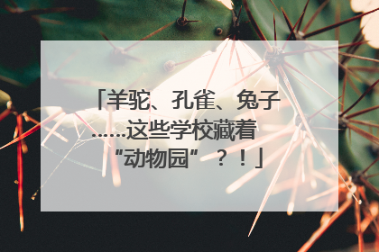 羊驼、孔雀、兔子……这些学校藏着 “动物园”？！