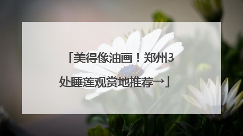 美得像油画！郑州3处睡莲观赏地推荐→