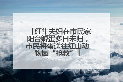 红隼夫妇在市民家阳台孵蛋多日未归，市民将蛋送往红山动物园“抢救”