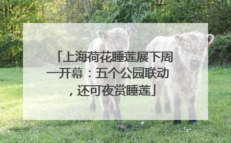 上海荷花睡莲展下周一开幕：五个公园联动，还可夜赏睡莲