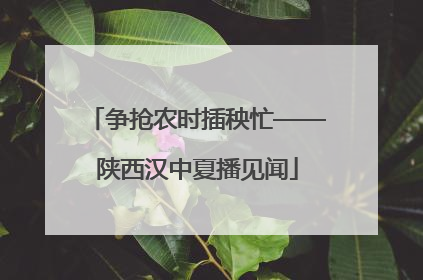 争抢农时插秧忙——陕西汉中夏播见闻