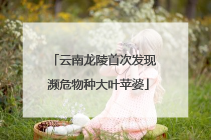 云南龙陵首次发现濒危物种大叶苹婆