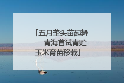 五月垄头苗起舞——青海首试青贮玉米育苗移栽