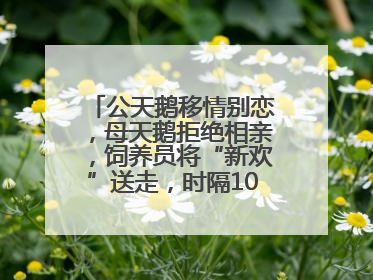 公天鹅移情别恋，母天鹅拒绝相亲，饲养员将“新欢”送走，时隔10天原配重逢