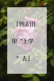 到麦田里“上学”去