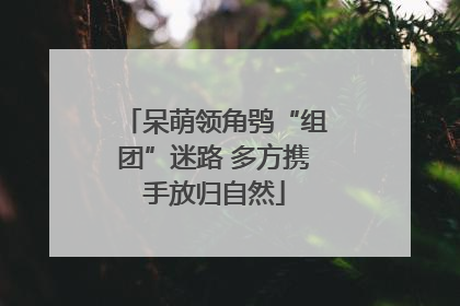 呆萌领角鸮“组团”迷路 多方携手放归自然