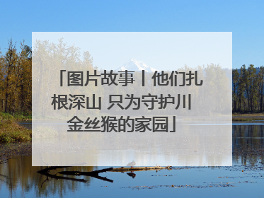 图片故事丨他们扎根深山 只为守护川金丝猴的家园
