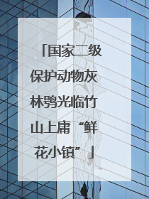 国家二级保护动物灰林鸮光临竹山上庸“鲜花小镇”