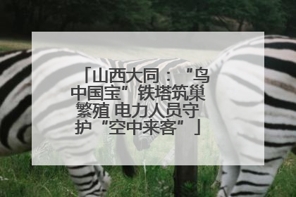 山西大同:“鸟中国宝”铁塔筑巢繁殖 电力人员守护“空中来客”