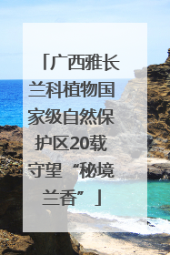 广西雅长兰科植物国家级自然保护区20载守望“秘境兰香”