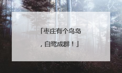 枣庄有个鸟岛，白鹭成群！