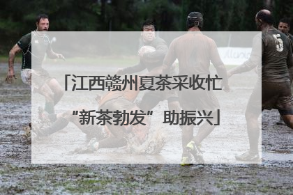 江西赣州夏茶采收忙 “新茶勃发”助振兴