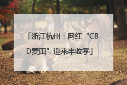 浙江杭州：网红“CBD麦田”迎来丰收季