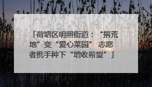 荷塘区明照街道：“撂荒地”变“爱心菜园” 志愿者携手种下“增收希望”