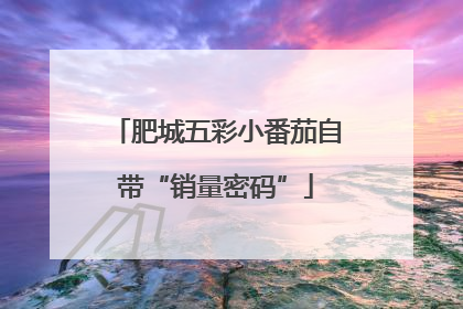 肥城五彩小番茄自带“销量密码”