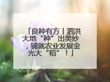 良种有方丨泗洪大地“种”出美妙，铺就农业发展金光大“稻”！