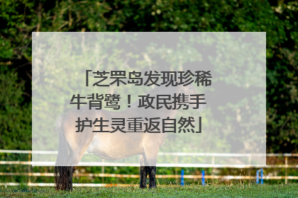 芝罘岛发现珍稀牛背鹭！政民携手护生灵重返自然