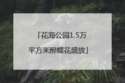花海公园1.5万平方米醉蝶花盛放