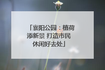 襄阳公园：植荷添新景 打造市民休闲好去处