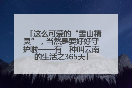 这么可爱的“雪山精灵”，当然是要好好守护啦——有一种叫云南的生活之365天