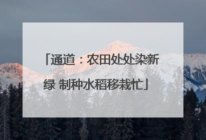 通道：农田处处染新绿 制种水稻移栽忙