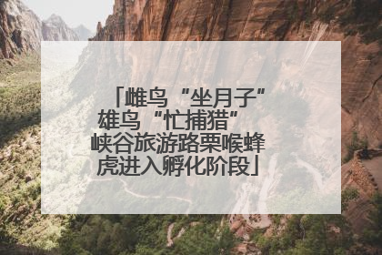 雌鸟“坐月子”雄鸟“忙捕猎” 峡谷旅游路栗喉蜂虎进入孵化阶段