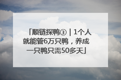 顺链探鸭③｜1个人就能管6万只鸭，养成一只鸭只需50多天