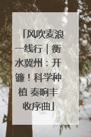风吹麦浪一线行｜衡水冀州：开镰！科学种植 奏响丰收序曲