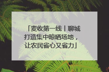 麦收第一线丨聊城打造集中晾晒场地，让农民省心又省力