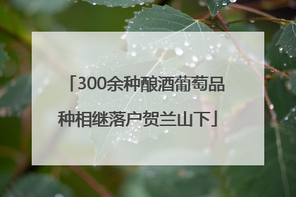 300余种酿酒葡萄品种相继落户贺兰山下
